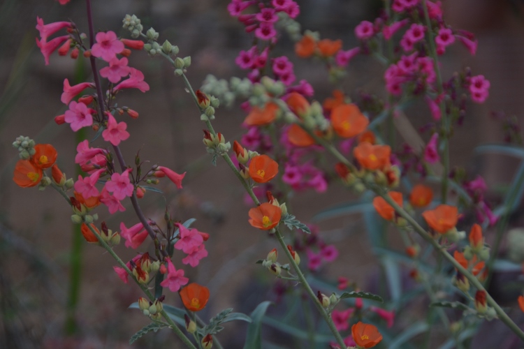 spring flowers